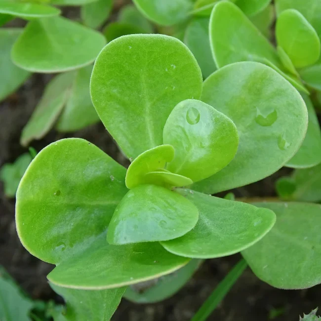 Summer Purslane Organic Seed