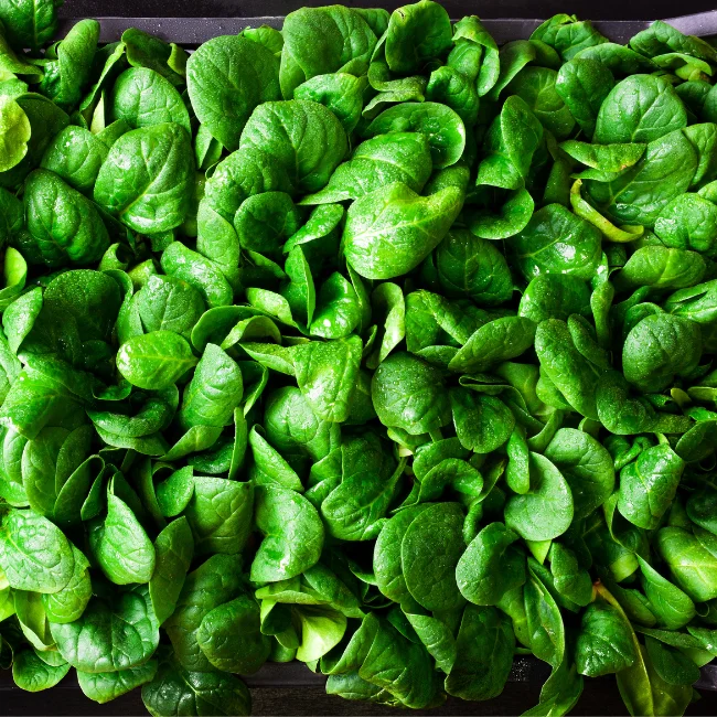 Spinach: Early Giant Leaf Organic Seed