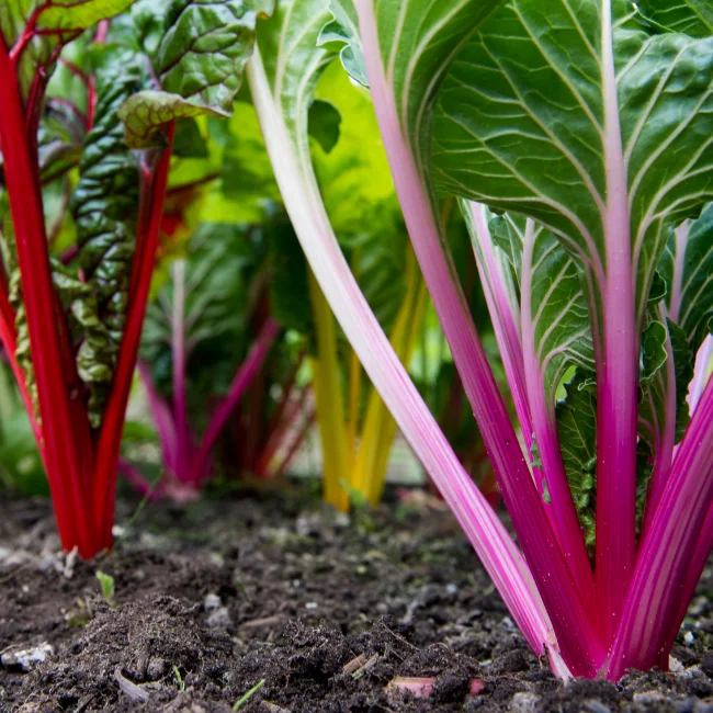 Rainbow Chard: Fireworks Organic Seed