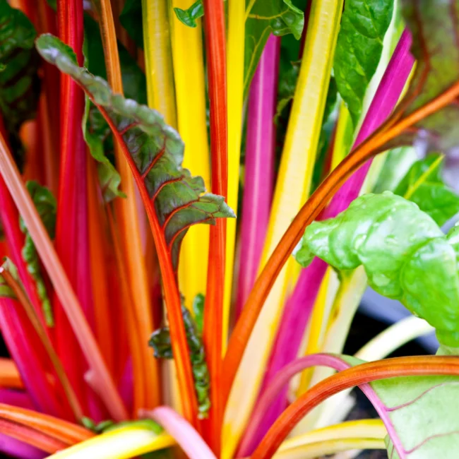 Rainbow Chard: Fireworks Organic Seed