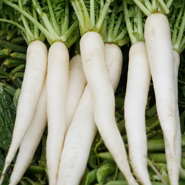 Radish: White Icicle Organic Seed