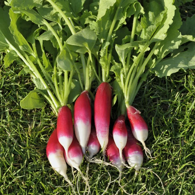 Radish: French Breakfast 2 Organic Seed