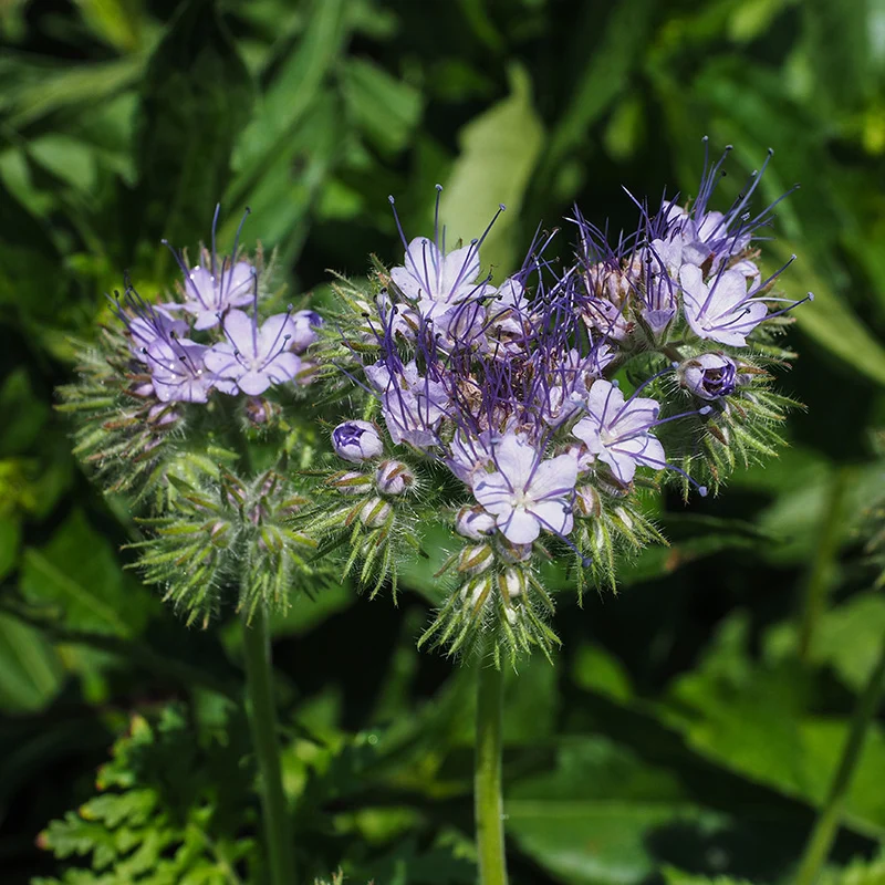 Bienenfreund - Phacelia