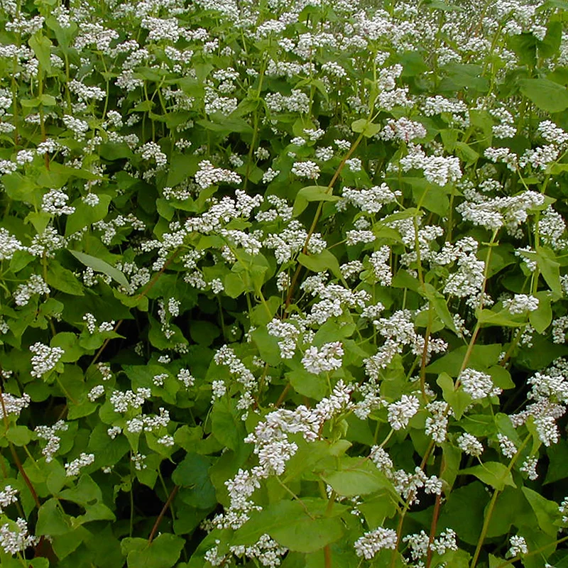 Fagopyrum esculentum