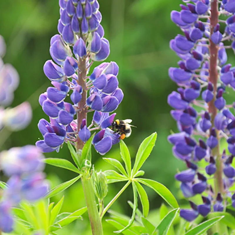 Blaue Lupine