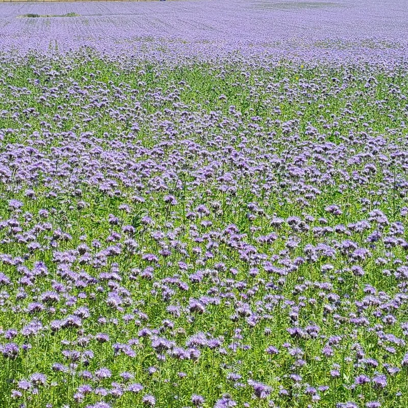 BIO Saatgut Bienenfreund Phacelia