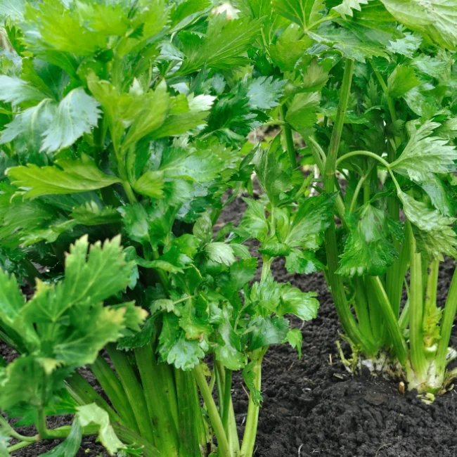 Celery: Tall Utah Organic Seed