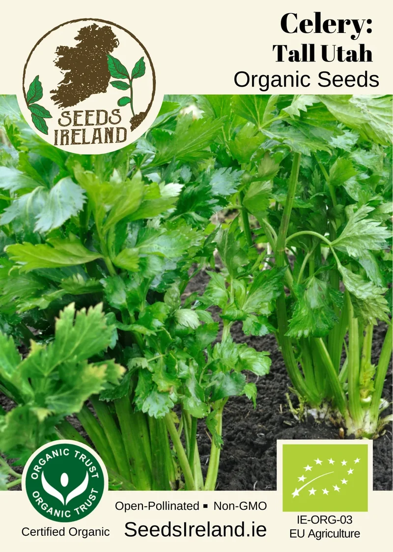 Celery: Tall Utah Organic Seed