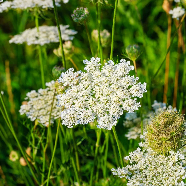 Caraway Organic Seed