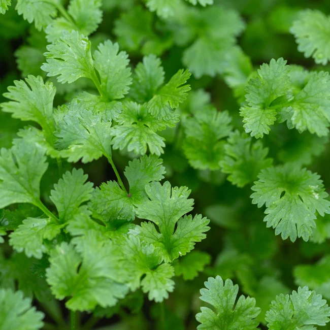 Coriander Organic Seed