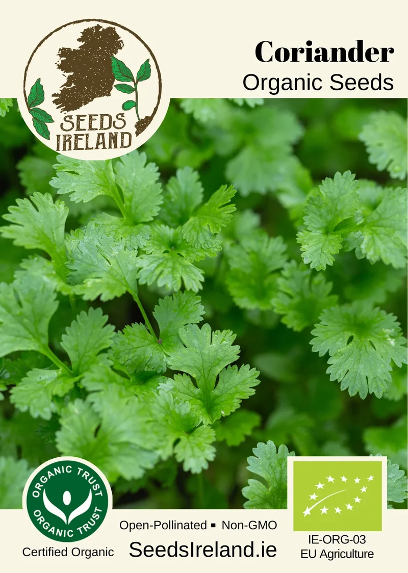 Coriander Organic Seed