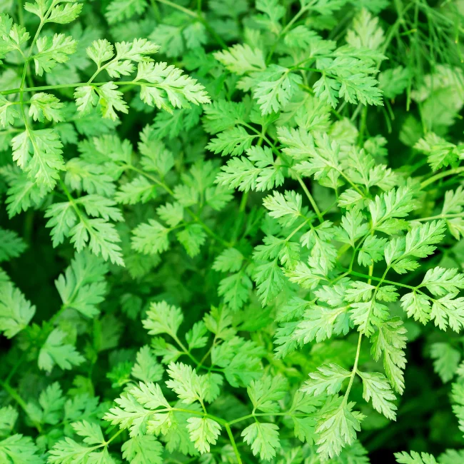Chervil: Fijne Krul Organic Seed