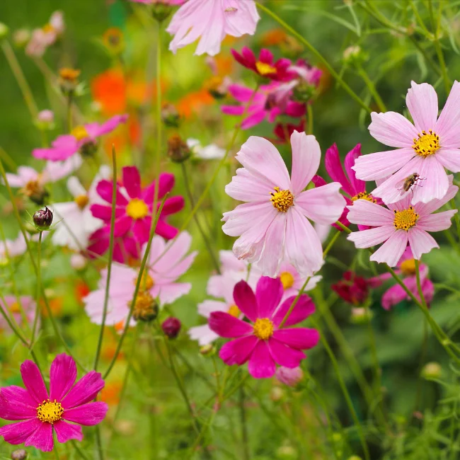 Cosmos: Mixed Organic Seed