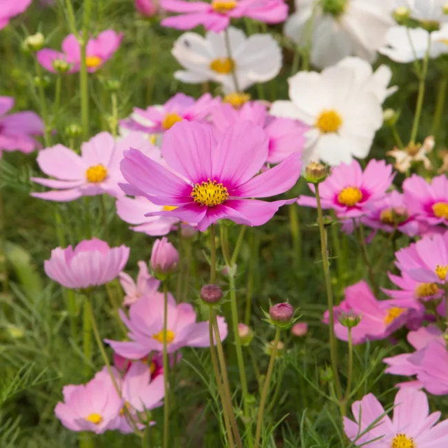 Cosmos: Mixed Organic Seed