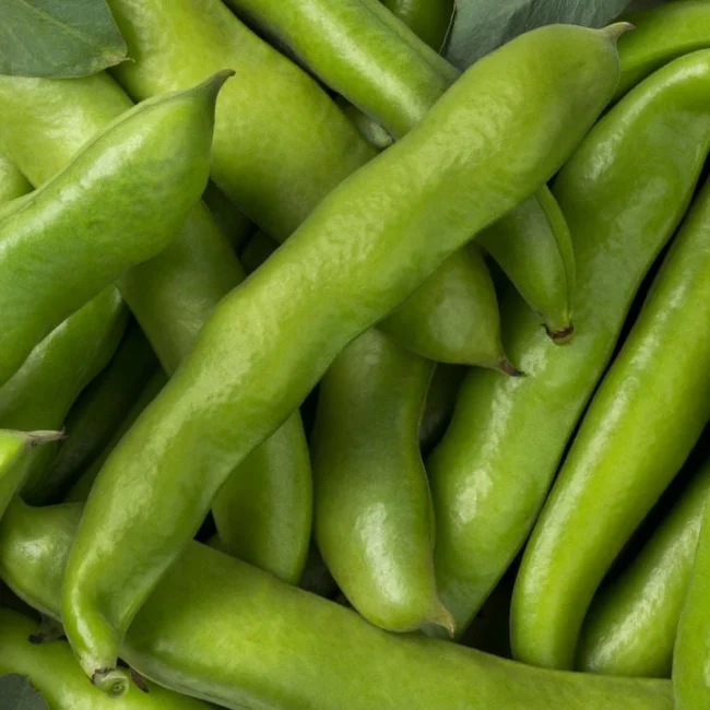 Broad Bean: Ratio Organic Seed