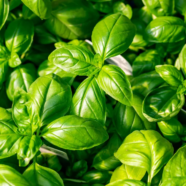 Basil: Genovese Organic Seed