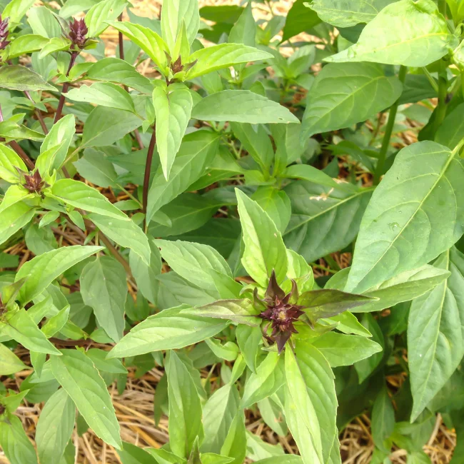 Basil: Thai Organic Seed