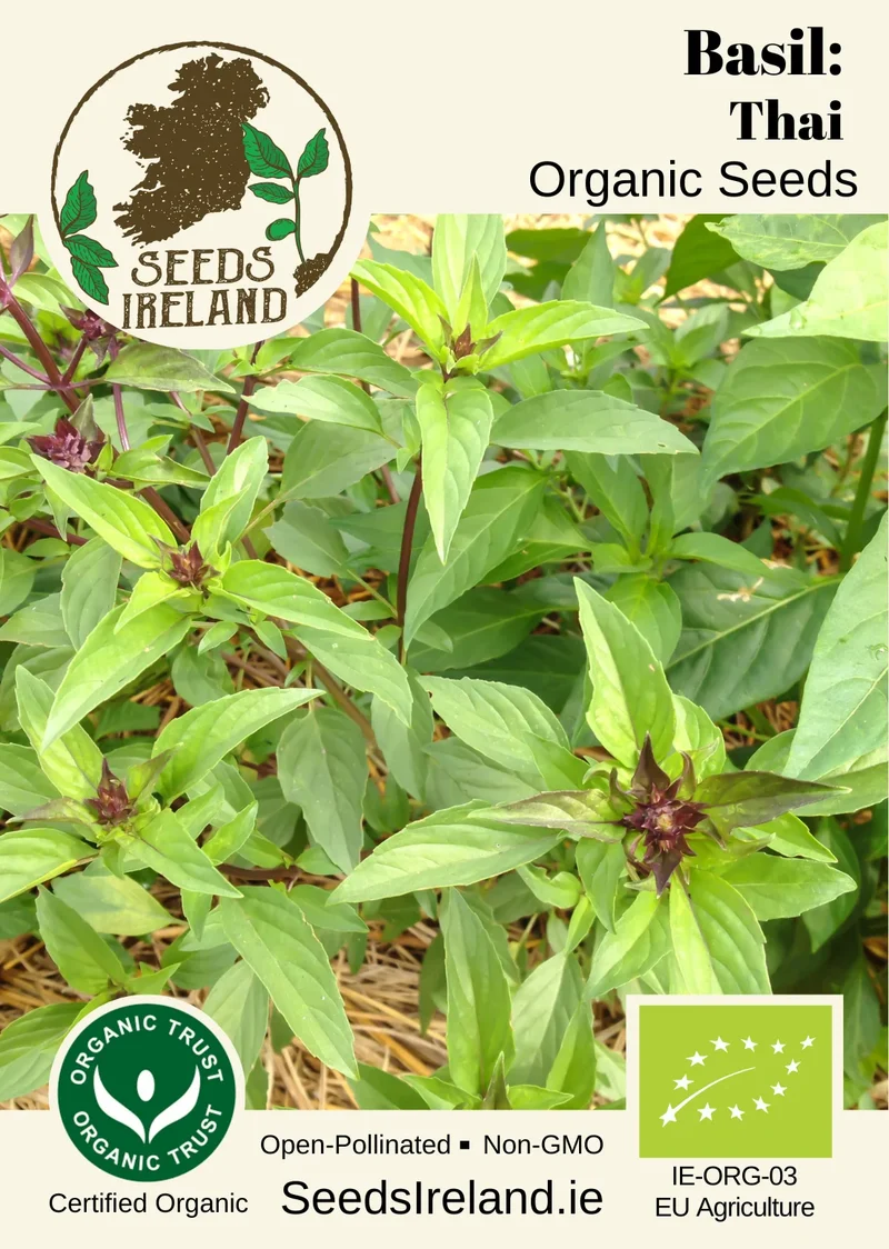 Basil: Thai Organic Seed