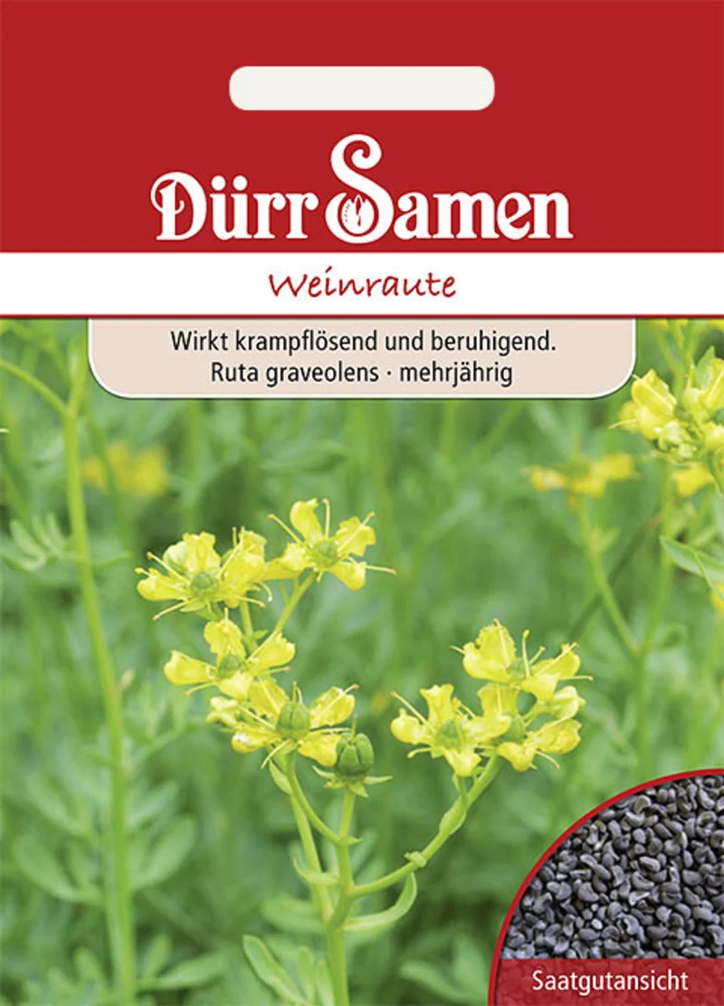 Weinraute Saatgut