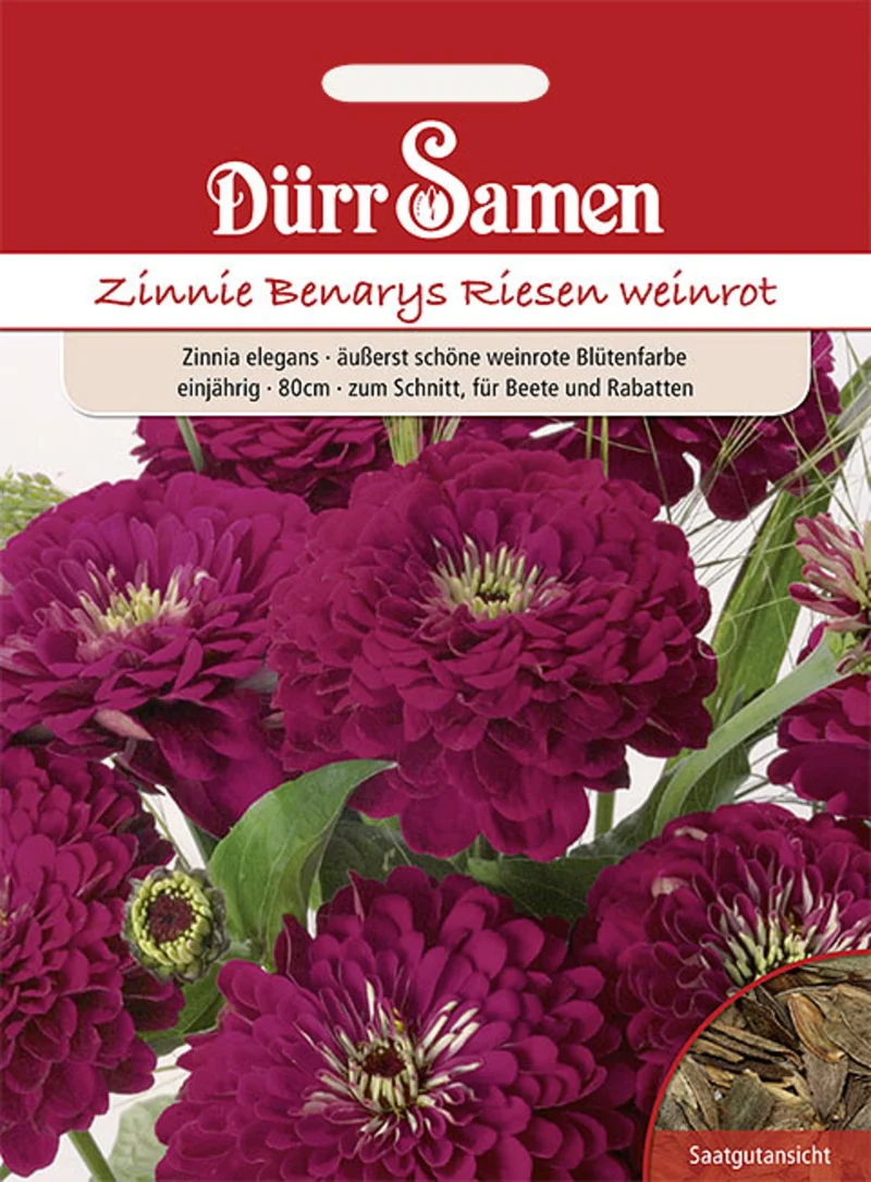 Zinnie Benarys Riesen weinrot Saatgut