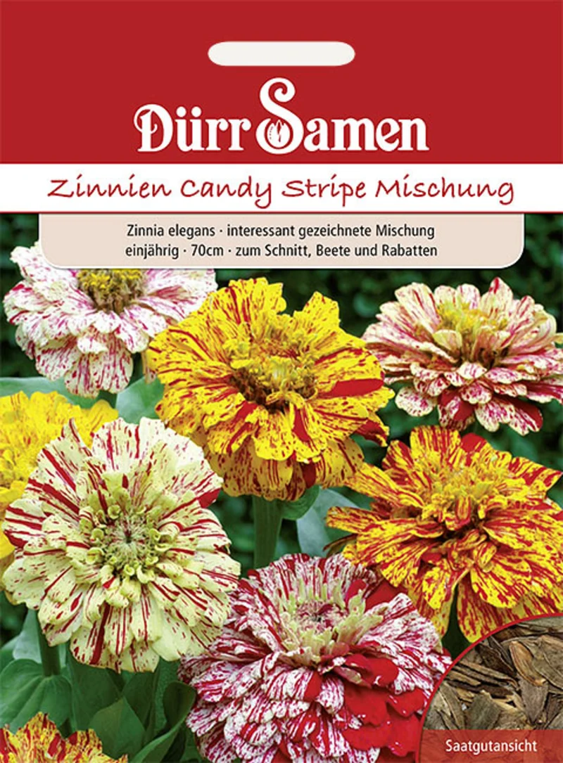 Zinnie Candy Stripe Mix Saatgut