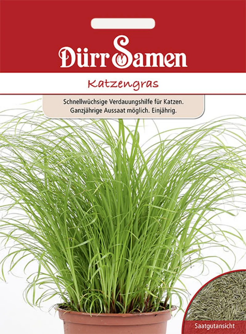 Katzengras Saatgut