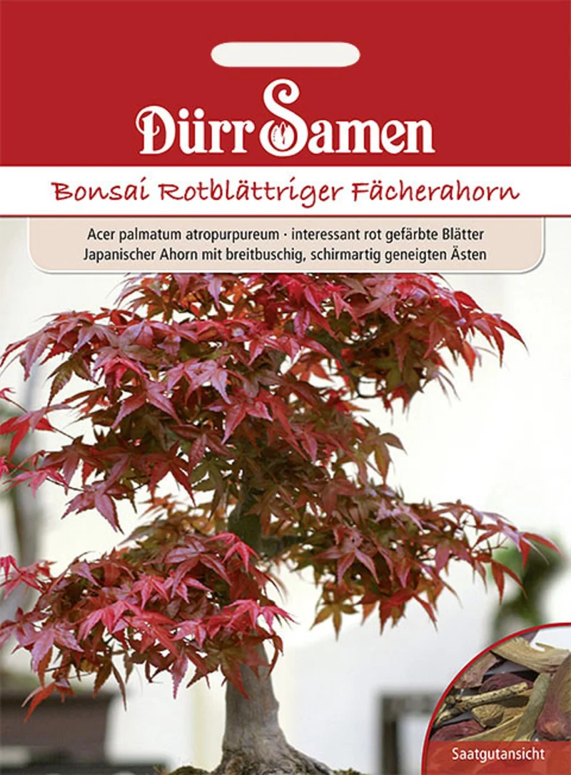 Bonsai Samen Rotblättriger Fächerahorn
