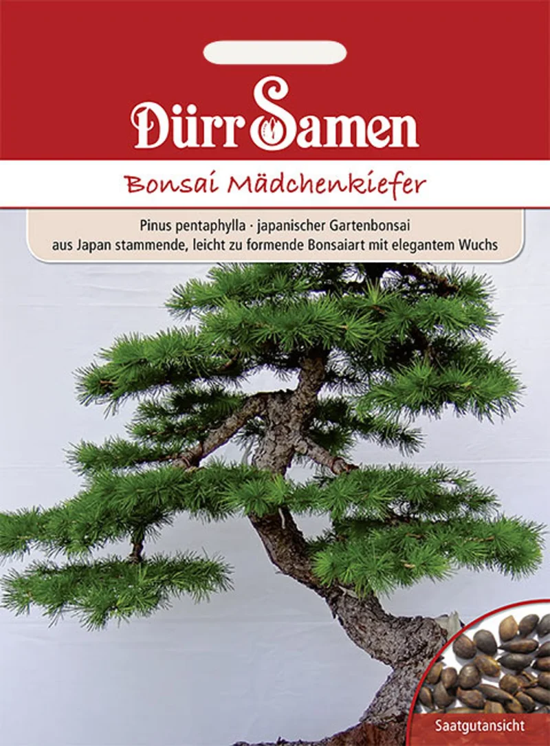 Bonsai Samen Mädchen Kiefer