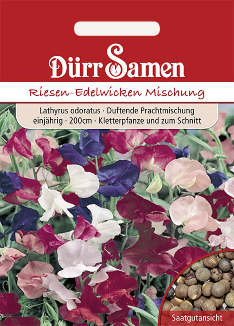 Edelwicken Prachtmischung Saatgut