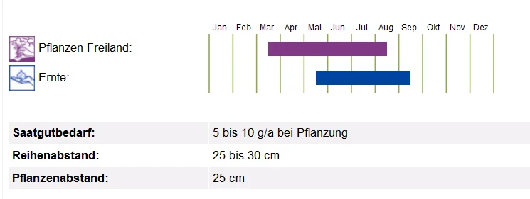 BIO Saatgut Pflücksalat Till