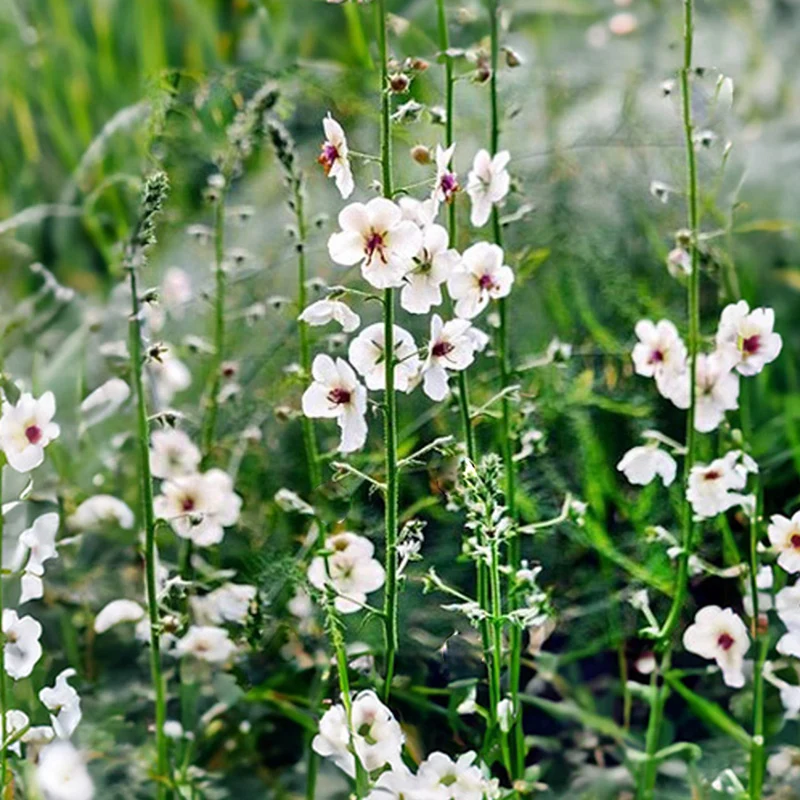 Königkerze - albiflorum