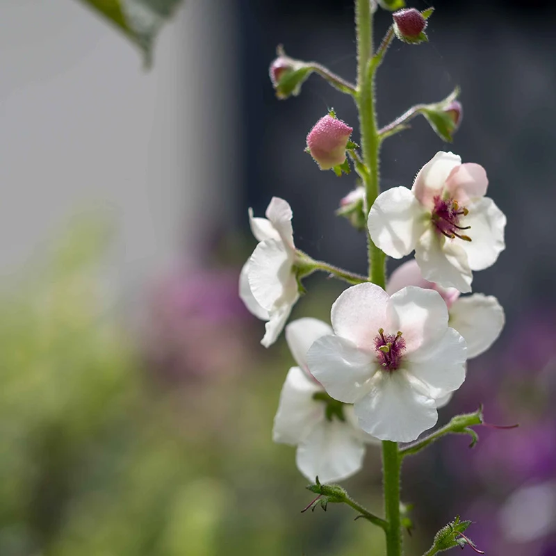 Königkerze - albiflorum