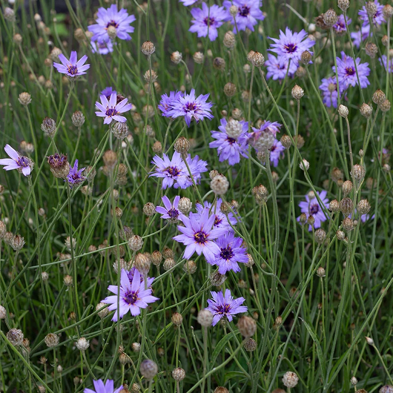 Blaue Strohblume - Major