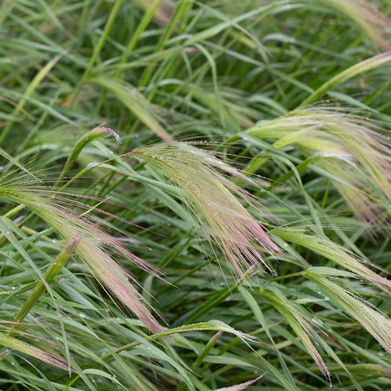 Hordeum jubatum