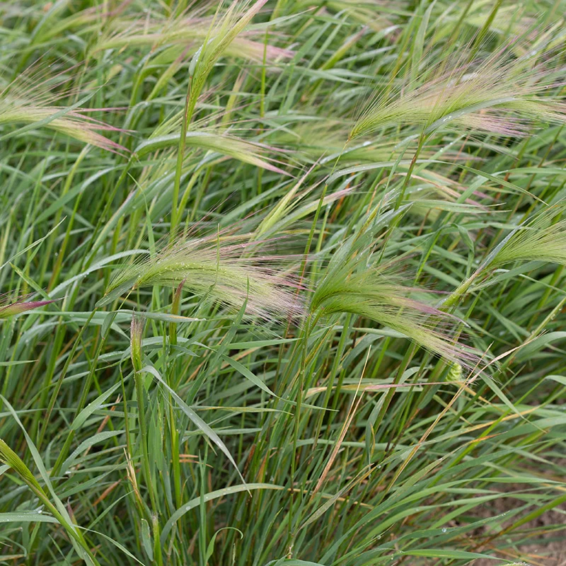 Hordeum jubatum