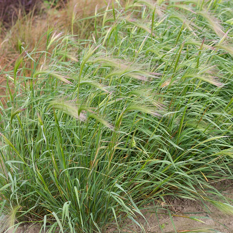 Hordeum jubatum