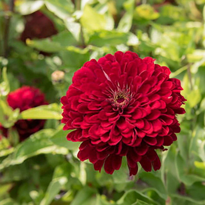 Zinnie - Benary’s Giant Deep Red