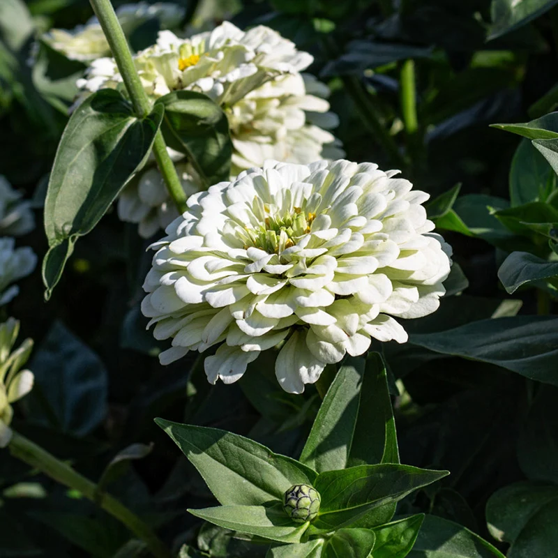Zinnie - Benary’s Giant White