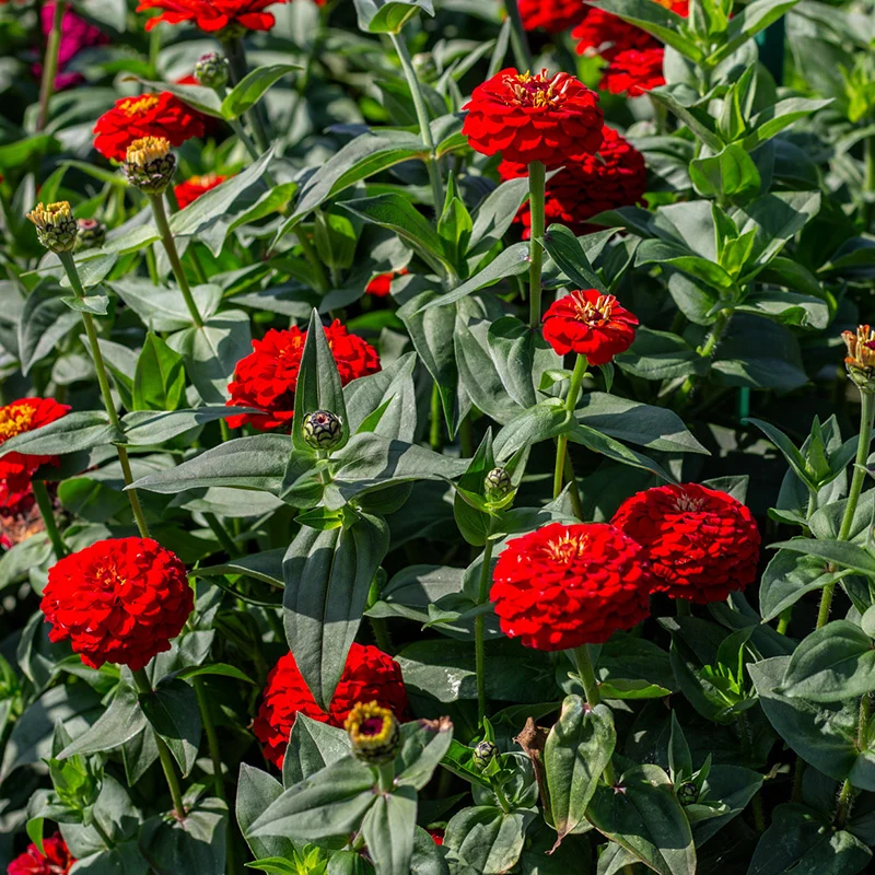 Zinnie - Benary’s Giant Scarlet