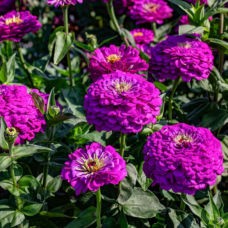 Zinnie - Benary’s Giant Purple