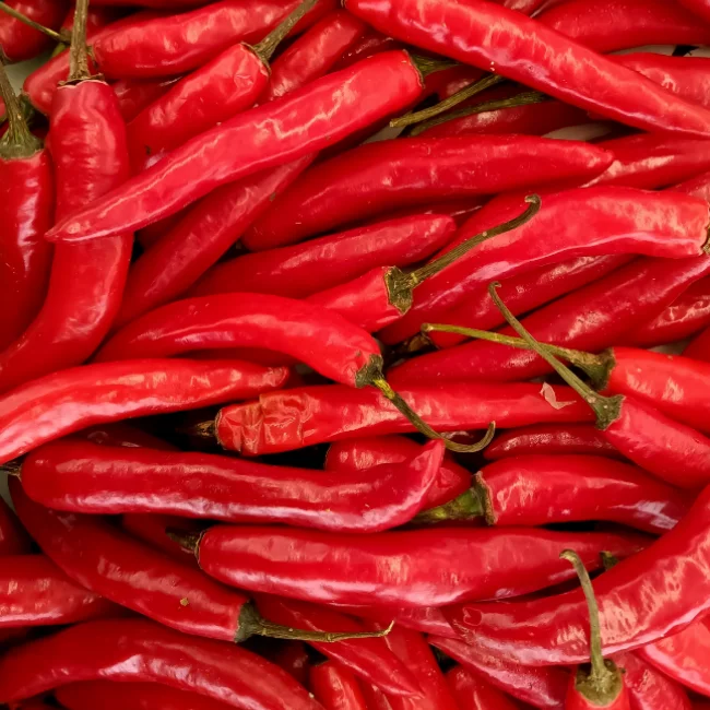 Chilli Pepper: Westlandse Lange Rode Organic Seed