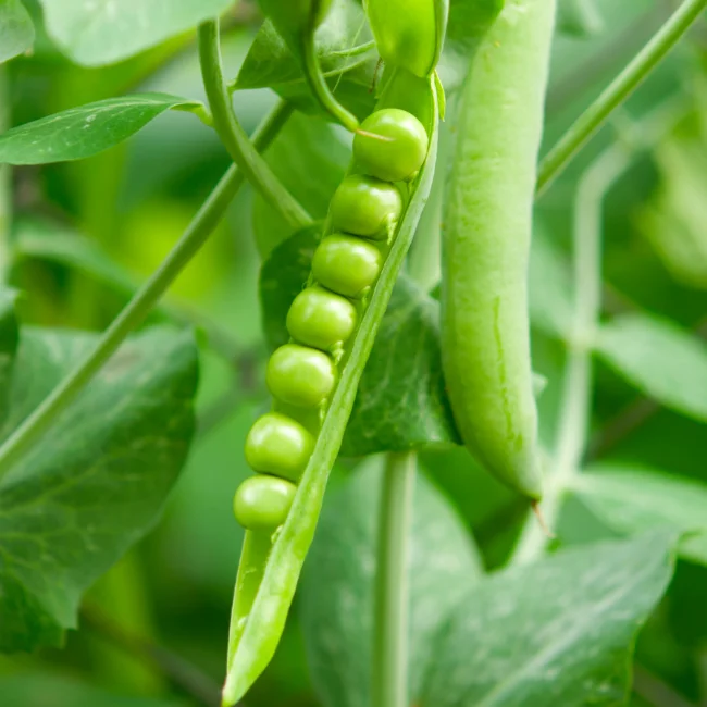 Pea: Kelvedon Wonder Organic Seed