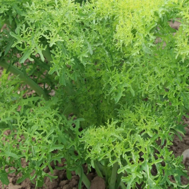 Mustard: Golden Frills Organic Seed