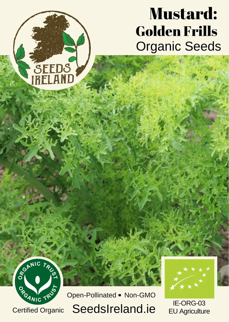 Mustard: Golden Frills Organic Seed