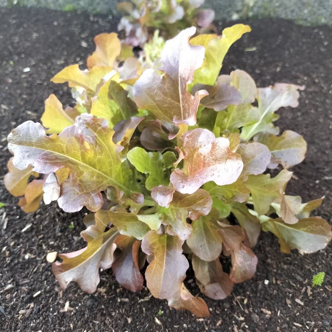 Lettuce: (Oakleaf) Red Salad Bowl Organic Seed