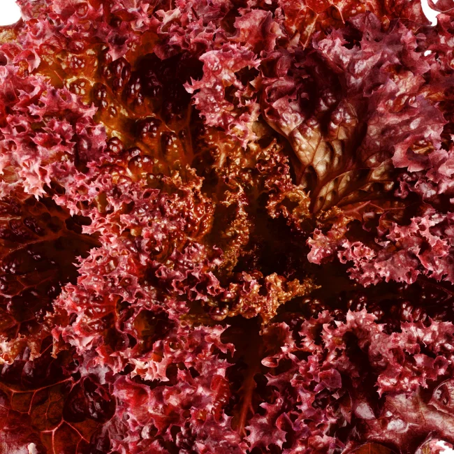 Lettuce: Lollo Rossa Organic Seed
