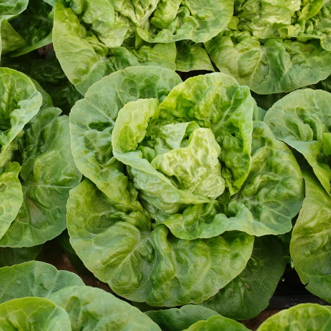 Lettuce: Cos Little Gem Organic Seed