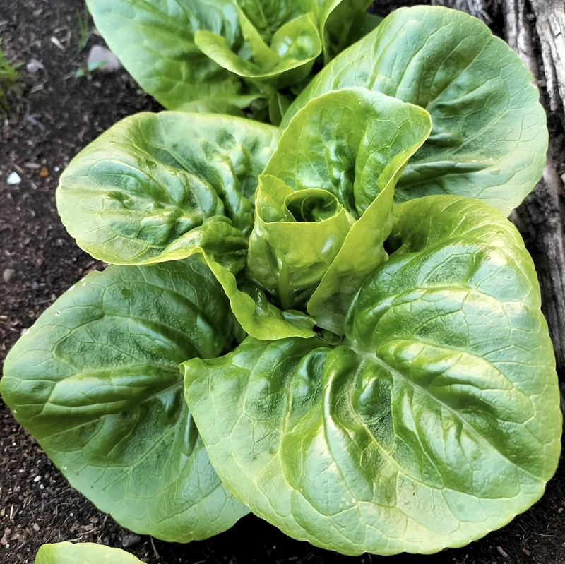 Lettuce: Cos Little Gem Organic Seed