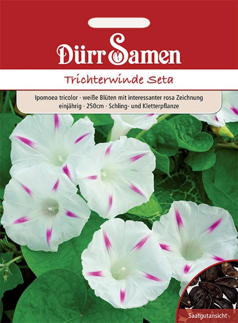 Trichterwinde Seta Saatgut
