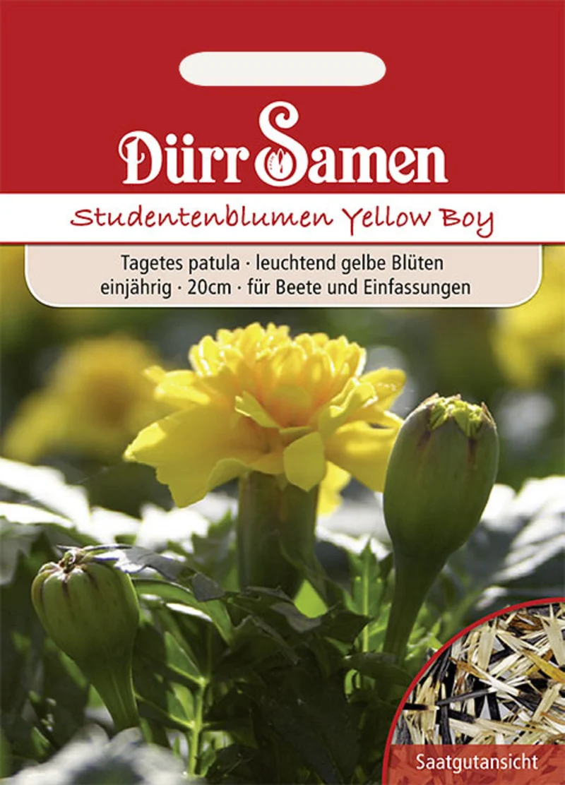 Studentenblume Yellow Boy Saatgut